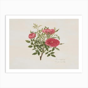 Roses On A Branch 4 Art Print