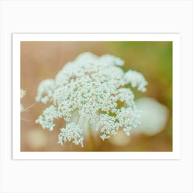 White Daisy Flower Art Print