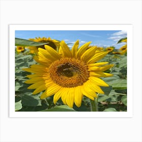 Sunflower 1 Art Print