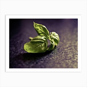 Basil Leaf Art Print