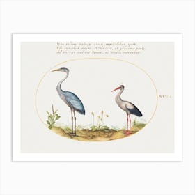 Heron And Stork (1575–1580), Joris Hoefnagel Art Print