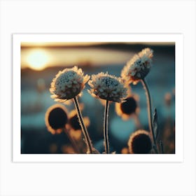 Flowers At Sunset Art Print