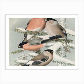 Four Finches 1 Art Print