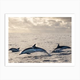 Dolphins At Sunrise At The Coast Of Madeira Art Print