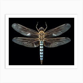 Dragonfly Common Baskettail Epitheca 9 Art Print