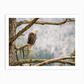 Eagle Looking Over Forest Art Print