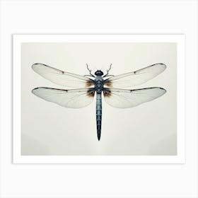 Dragonfly Black Saddlebags Tramea Lacer Vintage Illustration 2 Art Print