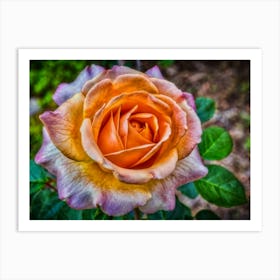 Orange Rose Art Print