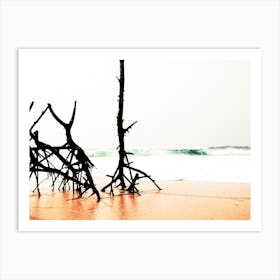 Tree Trunks On The Beach Art Print