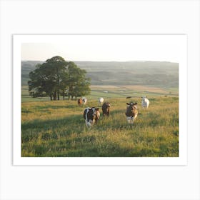 Sunset Cow Field Art Print