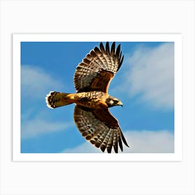 Eagle In Flight Art Print