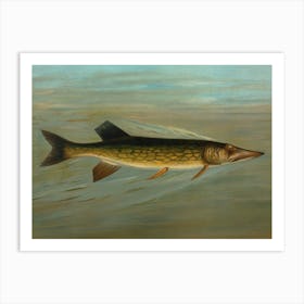 Vintage Pike Fish Art Print