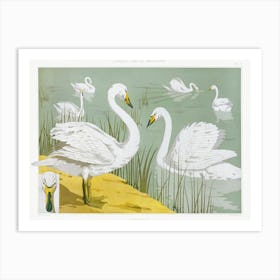 Wild Swan From The Animal In The Decoration (1897), Maurice Pillard Verneuil Art Print