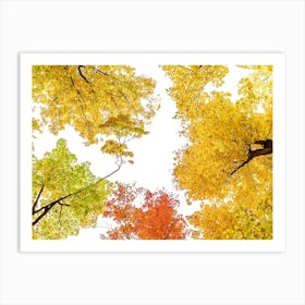Tree Tops In Autumn Art Print