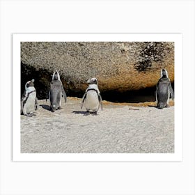 Penguins In Cape Town (Africa Series) 1 Art Print