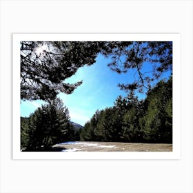 Pine Forest In Winter Art Print