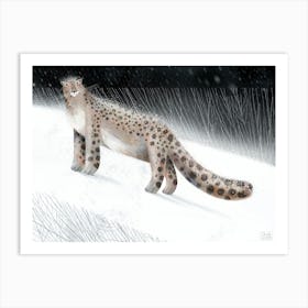 Snow leopard Art Print
