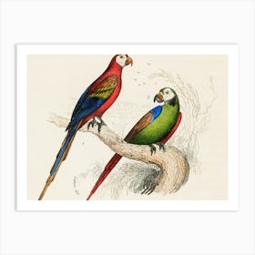 Parrots 3 Art Print