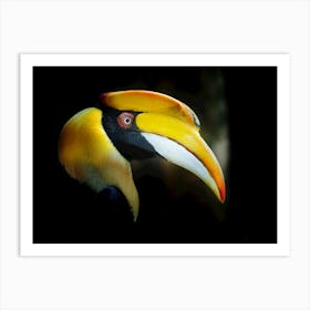 Toucan Stock Videos & Royalty-Free Footage Art Print