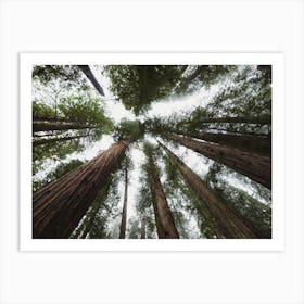 Redwood Forest Sky Art Print