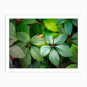 Red Raspberries Art Print