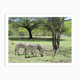 Zebras Grazing Art Print