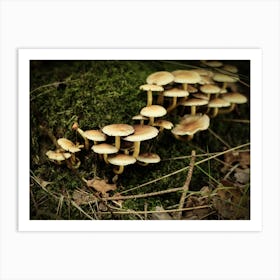 Groep Of White Mushrooms // Nature Photography 1 Art Print