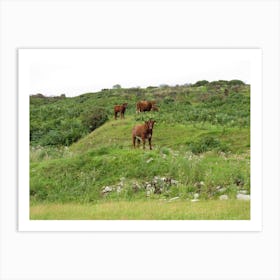 Cows On A Hill Scotland Landscape  Art Print
