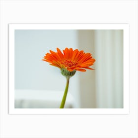 Orange Gerbera Flower On White Background Art Print