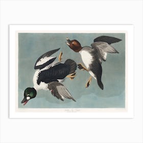 Golden Eye Duck, Birds Of America, John James Audubon Art Print