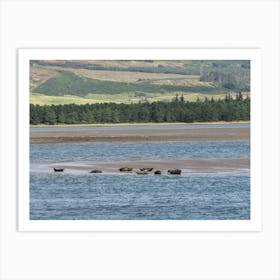 Seals On The Beach in Scotland  Countryside Art Print