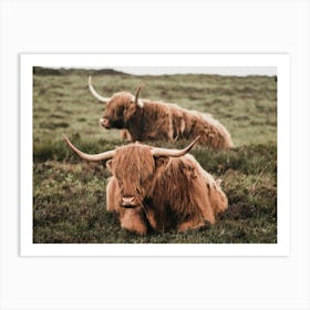 Highland Cattle Cow Art Print Art Print