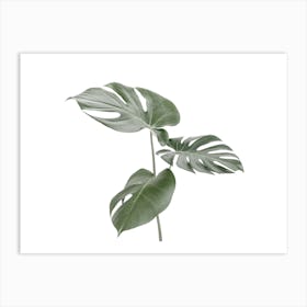 Monstera Leaves Art Print