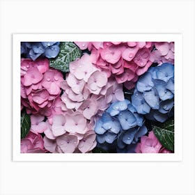 Hydrangeas 31 Art Print