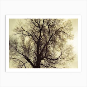 Silhouette Of Bare Tree Yellow Tone Art Print