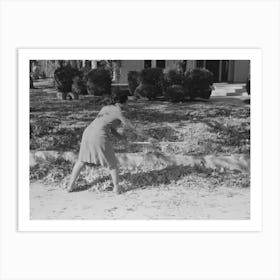 Untitled Photo, Possibly Related To Picking Up Pecans From Ground, San Angelo, Texas By Russell Lee Art Print