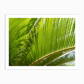 Green leaves of palm fern and sunlight Art Print
