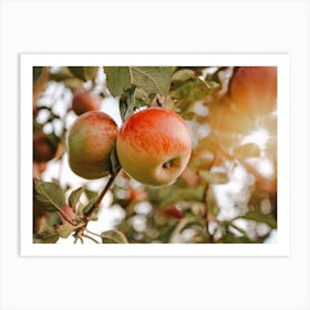 Apples On Tree Art Print