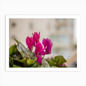 Pink Cyclamen Flowers Art Print