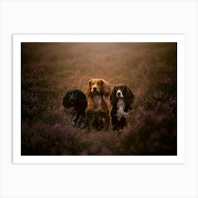 Three Cocker Spaniels In A Heather Field- Scotland Highland UK dog photo print - moody animal photography Art Print