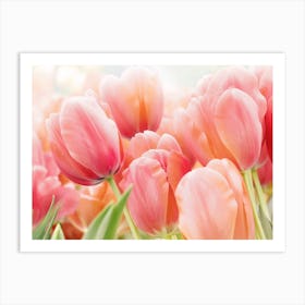 Pink Tulips In Sunshine Art Print