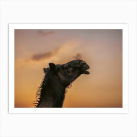 Camel with a beautiful sky 1 - Al Wathba Abu Dhabi UAE photo print - moody animal photography art Art Print Art Print