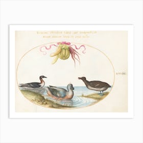 Animalia Volatilia Et Amphibia, Joris Hoefnagel (3) Art Print