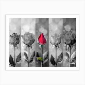 Roses In Black And White Art Print