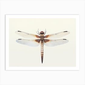 Dragonfly Common Baskettail Epitheca 10 Art Print