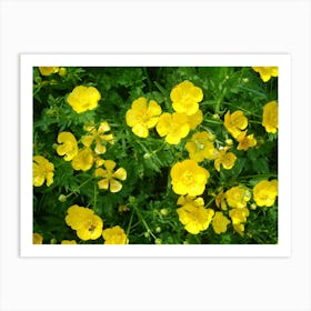 Yellow Flowers Art Print