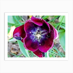 Purple flower Art Print