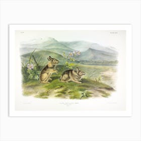 Nuttall'S Hare, John James Audubon Art Print