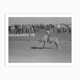 Rodeo Performer Riding Brahma Bull At The Rodeo Of The San Angelo Fat Stock Show, San Angelo, Texas By Russell Lee Art Print