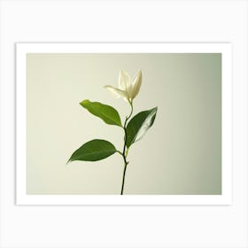 Magnolia 2 Art Print